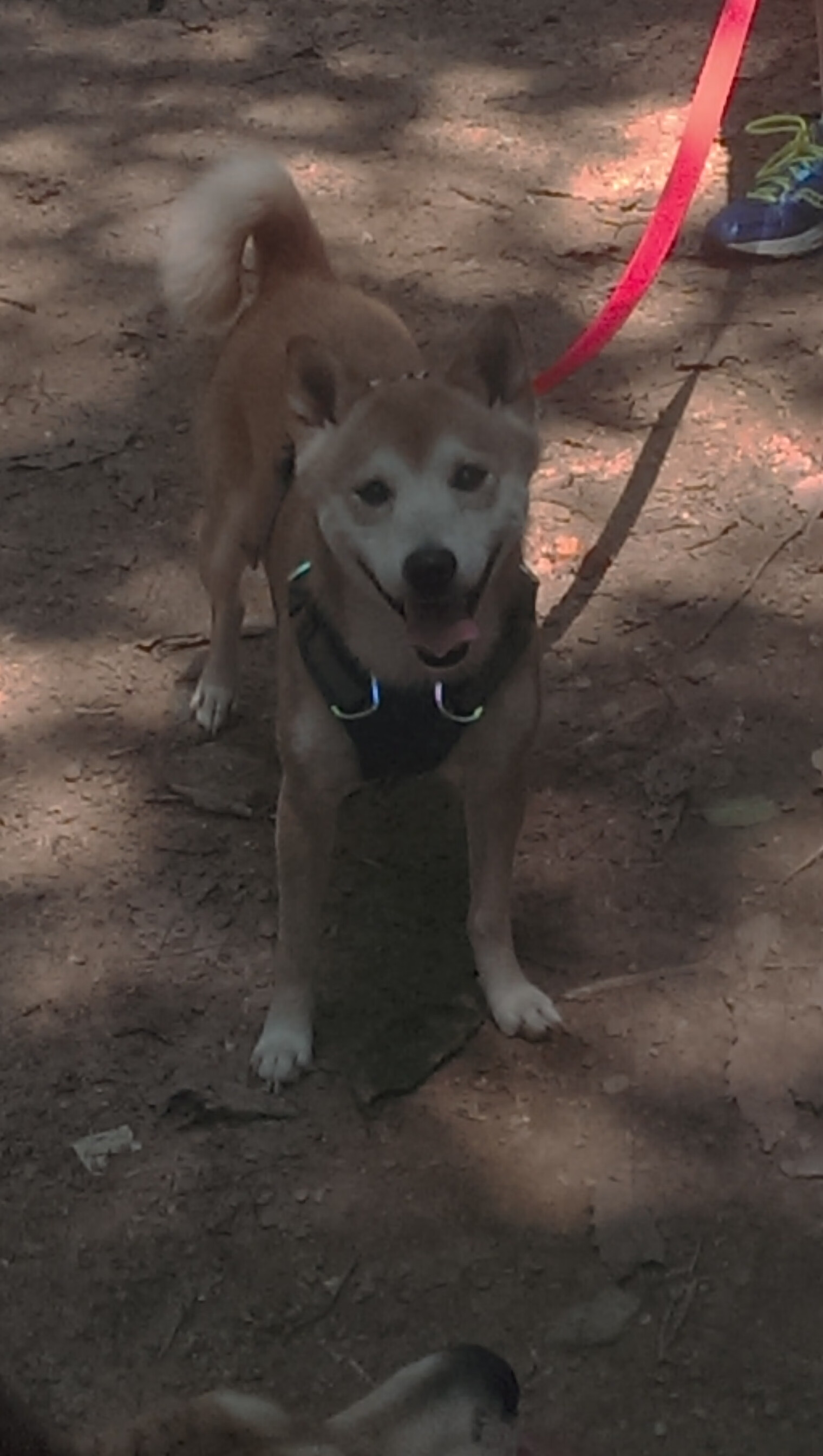 波兰逆转尼斯，德布劳内稳定输出，诠释现代足球的关键先生哲学